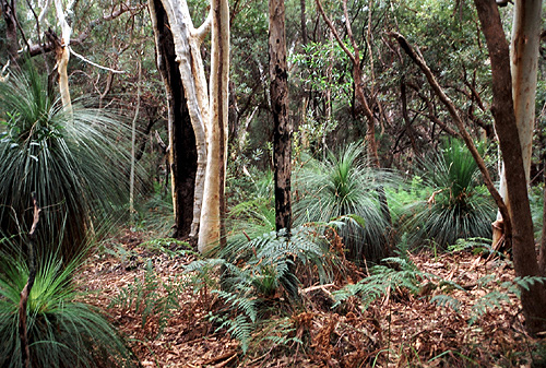 Eucalypt Forest photo