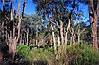 Eucalyptus Forest photo