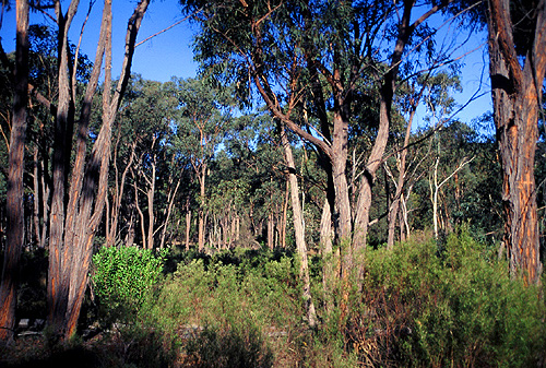 Eucalypt Forest photo