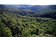 New England Eucalypts photo