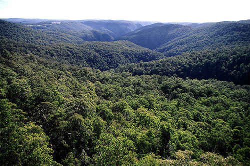 Eucalypt Forest photo