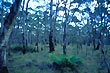 Snow Gums photo