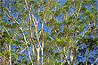 Eucalyptus photo