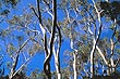 Eucalyptus photo