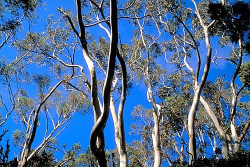 Eucalyptus Trees photo