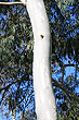 Eucalyptus Trunk photo
