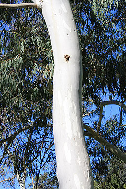 Brittle Gum photo