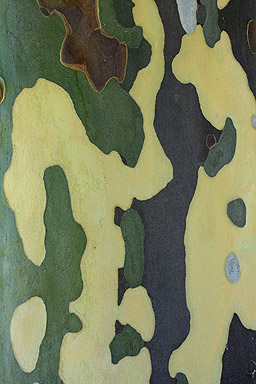 Bark on a Eucalyptus Tree photo