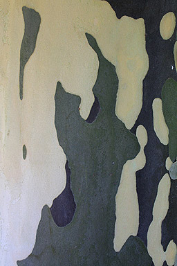 Bark on a Eucalyptus Tree photo