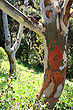 Eucalypt Bark photo