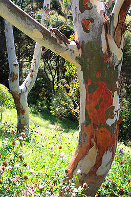 Bark on a Eucalyptus Tree photo