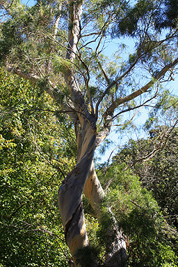 Bark on a Eucalyptus Tree photo