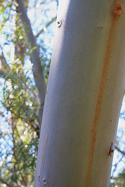 Bark on a Eucalyptus Tree photo