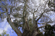 Huge Eucalypt photo