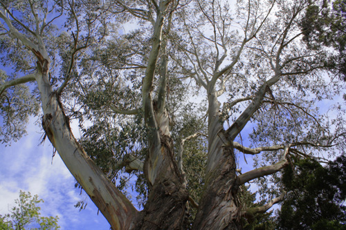 Giant Eucalypt Tree photo