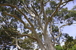 Eucalypt Crown photo