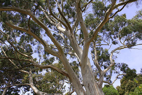 Eucalypt Tree Canopy photo