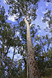 Eucalyptus Tree photo