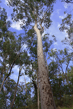 Eucalypt with speckled bark photo