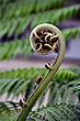 Fern Frond photo