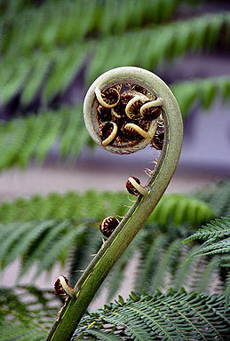 Fern photo