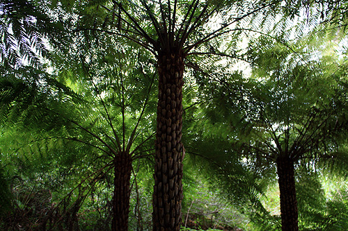 Fern Trees photo