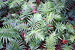 Ground Ferns photo