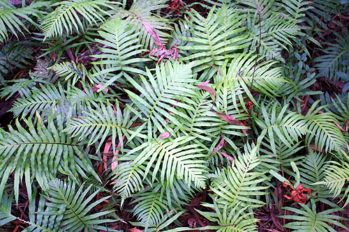 Ground Ferns photo