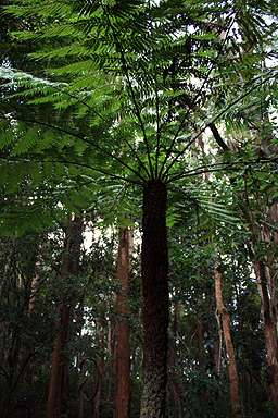 Fern Tree photo