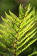 Fern Leaf photo