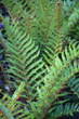 Ground Fern photo