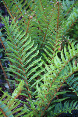 Ground Ferns photo