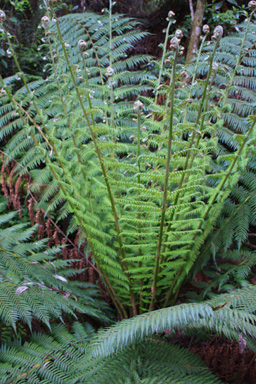 Young Fern Tree photo