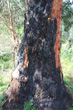 Burned Trunk photos