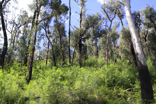 Regenerating Forest photo