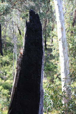 Hollowed Burned Trunk photo