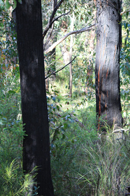 Burned Trunks photo