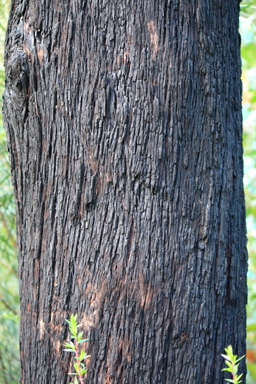 Burned Tree Bark photo