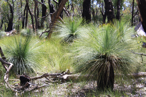 Recovered Grass Trees photo