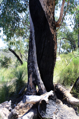 Blackened Tree photo