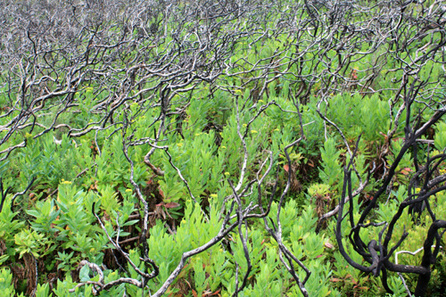 New Undergrowth photo