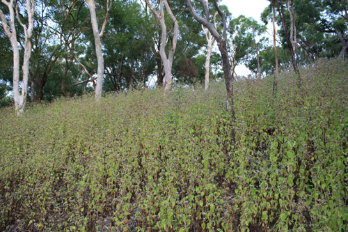 Dry Undergrowth photo