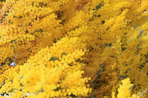 Wattle's Golden-yellow Flowers photo