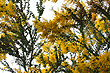 Golden Wattle Branches photo