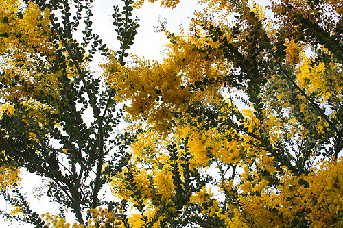 Golden Wattle Branches photo