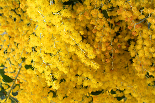 Golden Wattle Flowers photo