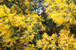 Golden Wattle Flowers photo