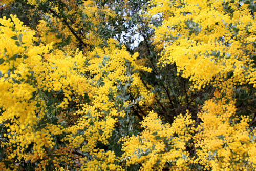 Flower Laiden Golden Wattle photo