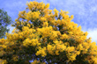 Golden Wattle Tree photo