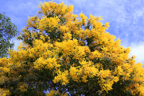 Golden Wattle Street Tree photo